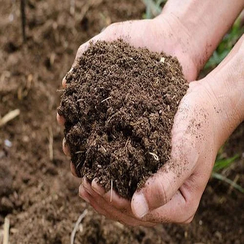 cow-dung-manure-1772440796-8605952 cow-dung-manure-1772440796-8605952