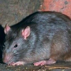vermin-control