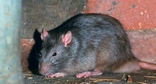 vermin-control vermin-control
