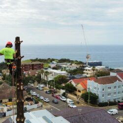 Tree Lopping North Shore1