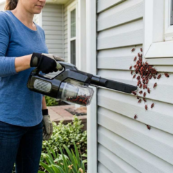 Boxelder Bug Removal-3