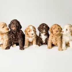 HeartRock Labradoodles Sets the Standard for GALA Labradoodles Australian Heritage