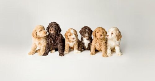 HeartRock Labradoodles Sets the Standard for GALA Labradoodles Australian Heritage HeartRock Labradoodles Sets the Standard for GALA Labradoodles Australian Heritage