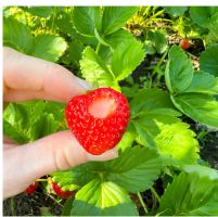 Insecticide for strawberry plants