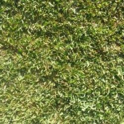 Shademaster-Soft-Leaf-Buffalo2