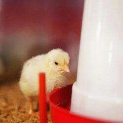 Large Chicken Waterer