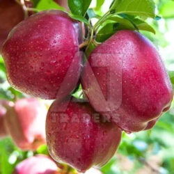 himachali-a-grade-apple-1761886304-8409345