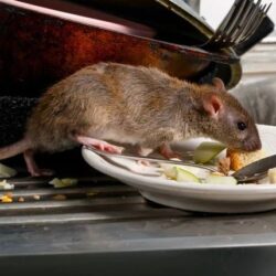 rodent-control