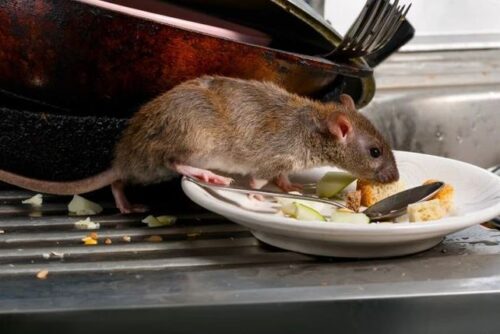 rodent-control rodent-control