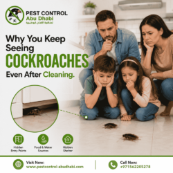 Why You Keep Seeing Cockroaches