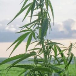 Renewable Coir Growing Media For Cannabis