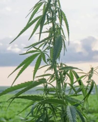 Renewable Coir Growing Media For Cannabis Renewable Coir Growing Media For Cannabis