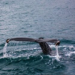 how-long-can-whales-hold-their-breath-1-768x512