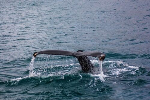how-long-can-whales-hold-their-breath-1-768x512 how-long-can-whales-hold-their-breath-1-768x512