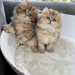 Persian Kittens
