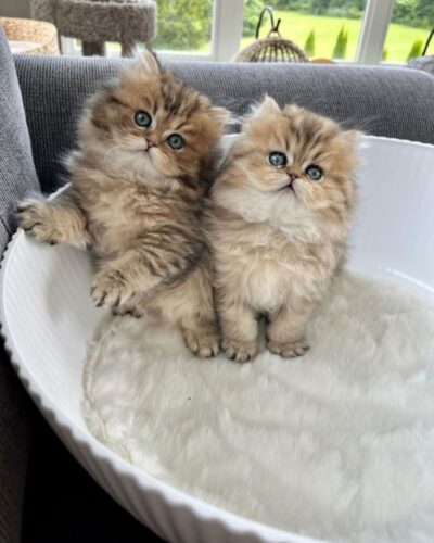 Persian Kittens Persian Kittens