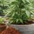 Coir Substrate For Hydroponics (1) Coir Substrate For Hydroponics (1)