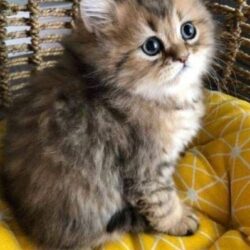 Persian Kittens (1)