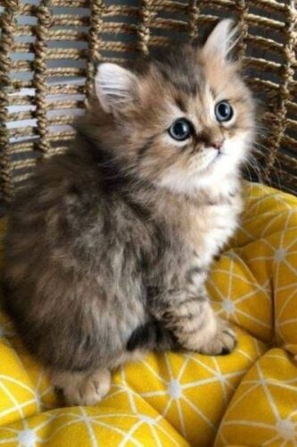 Persian Kittens (1) Persian Kittens (1)