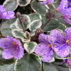 African Violet Miniature Seeds