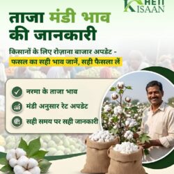Cotton Prices in India