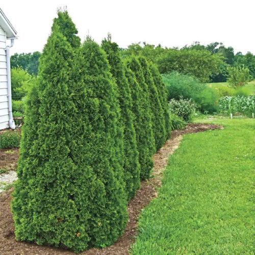 Evergreen Trees Evergreen Trees