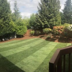 Professional Lawn Care Services