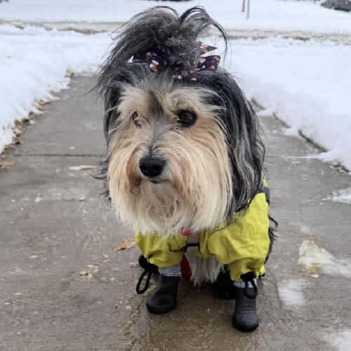 dog-boots-coton_de_tulear_800x dog-boots-coton_de_tulear_800x