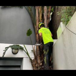 Tree Removal Eastern Suburbs Sydney4