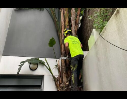 Tree Removal Eastern Suburbs Sydney4 Tree Removal Eastern Suburbs Sydney4