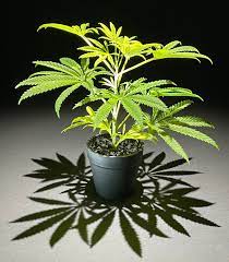 Buy Marijuana Plants