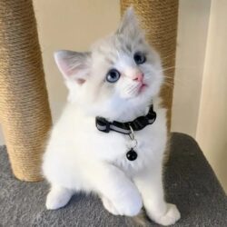 ie_pets.43389.1
