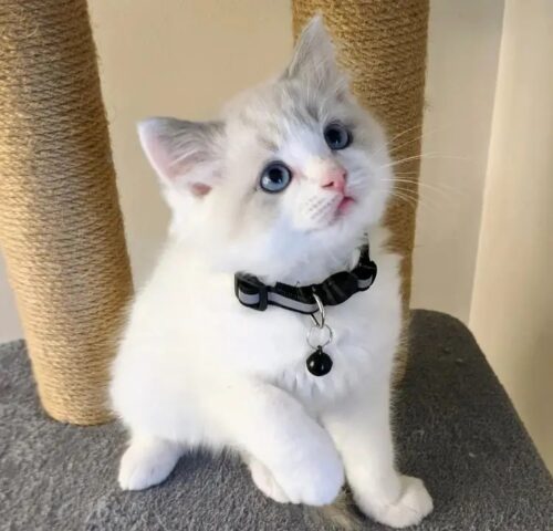 ie_pets.43389.1 ie_pets.43389.1