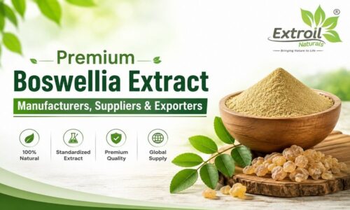 Premium Boswellia Extract Manufacturers, Suppliers & Exporters Premium Boswellia Extract Manufacturers, Suppliers & Exporters