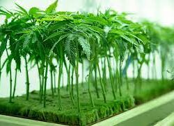 Cannabis Clones For Sale