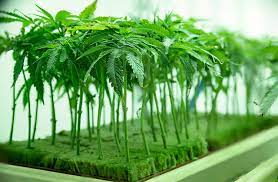 Cannabis Clones For Sale Cannabis Clones For Sale