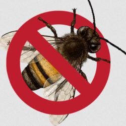 Pest Control Chatswood