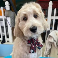 Why Experienced Doodle Groomers Matter For Curly HighMaintenance Coats