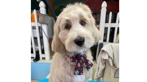 Why Experienced Doodle Groomers Matter For Curly HighMaintenance Coats Why Experienced Doodle Groomers Matter For Curly HighMaintenance Coats