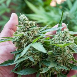 Best Cannabis Flower