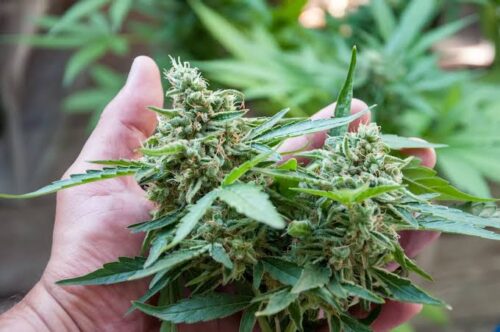 Best Cannabis Flower Best Cannabis Flower
