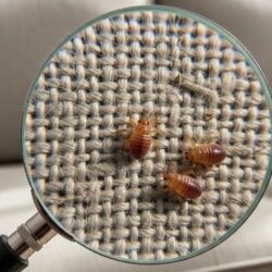 bug-service