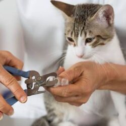 Cat Nail Clipping Service