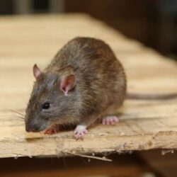 vermin-control