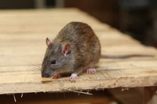 vermin-control vermin-control