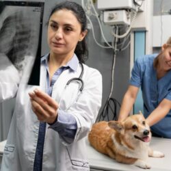 Pet X-Rays in Doha, Qatar