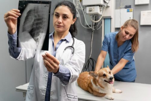 Pet X-Rays in Doha, Qatar Pet X-Rays in Doha, Qatar