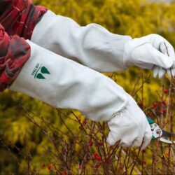 Gloves for Handling Cactus