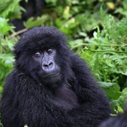 How-long-does-gorilla-trekking-in-Rwanda-last-768x403