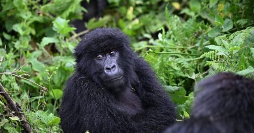 How-long-does-gorilla-trekking-in-Rwanda-last-768x403 How-long-does-gorilla-trekking-in-Rwanda-last-768x403